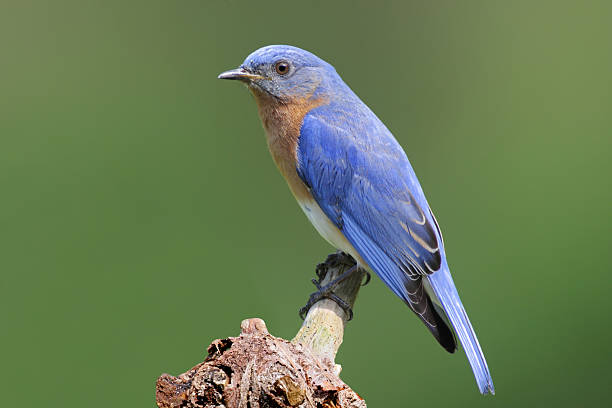 istock Male Bluebird On A Stump 118961514