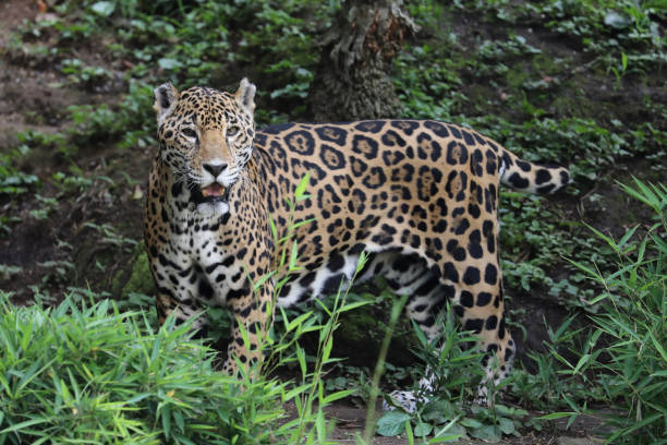 istock Jaguar in Rainforest - Guatemala 1189617155