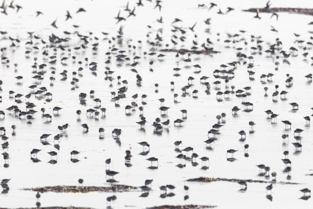 istock flock of dunlin 1189621415