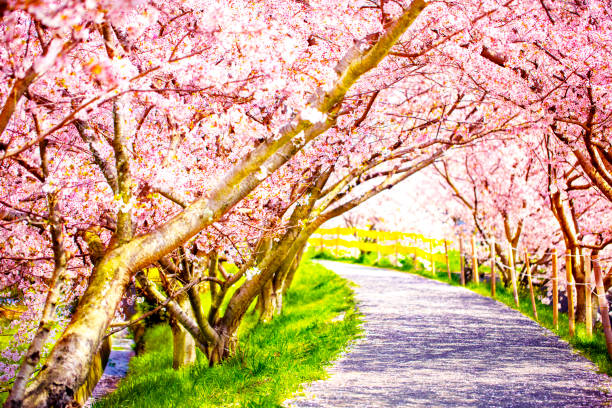 istock a walking road under the beautiful sakura tree or cherry tree tunnel. 1189622531