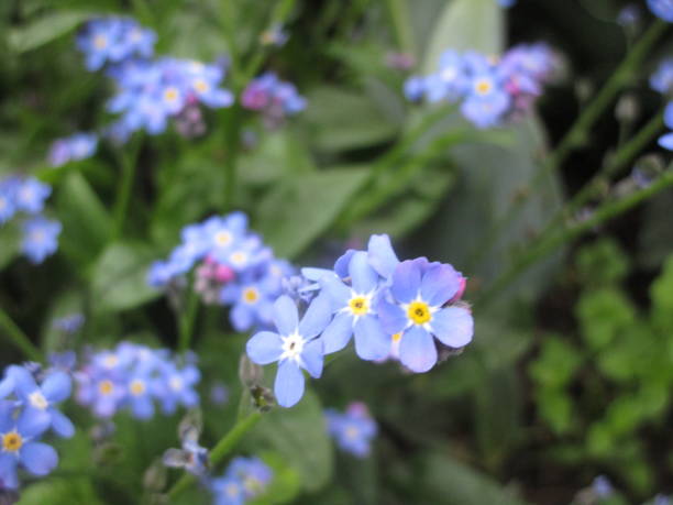 istock Pretty Blue Forget-Me-Not Flowers 1189624262