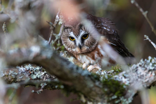 istock Northern saw whet owl 1189624299