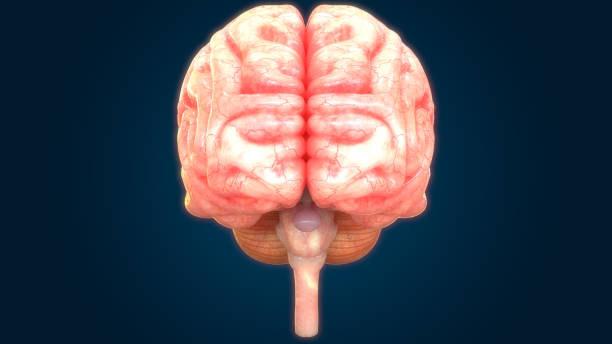 istock Central Organ of Human Nervous System Brain Anatomy 1189634396
