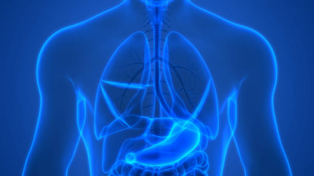 istock Human Digestive System Stomach Anatomy 1189634401