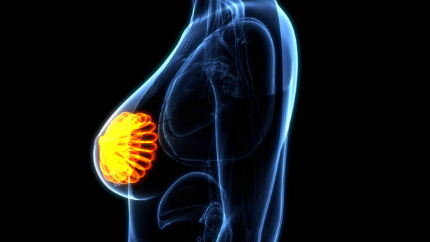 anatomia delle ghiandole mammarie degli organi interni femminili - lactiferous duct foto e immagini stock