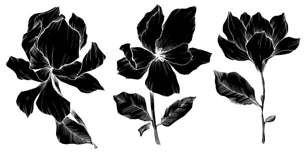 Vector Magnolia floral botanical flowers. Black and white engraved ink art. Isolated magnolia illustration element. Vector Magnolia floral botanical flowers. Wild spring leaf wildflower isolated. Black and white engraved ink art. Isolated magnolia illustration element. plants and flowers silhouettes stock illustrations