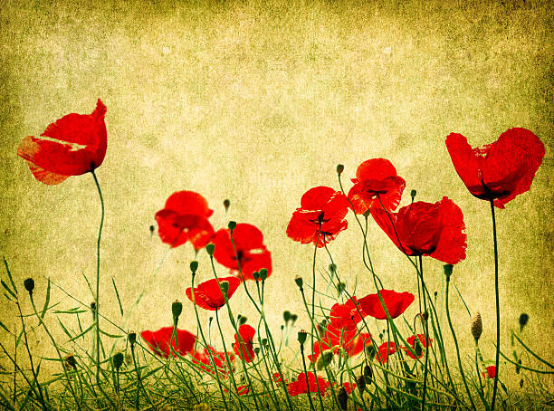 istock grunge poppies background 118964031