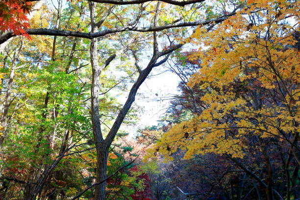 istock beautiful autumn leaves 1189642699