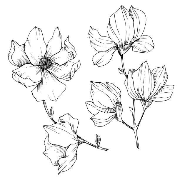 ilustrações, clipart, desenhos animados e ícones de vector magnólia flores botânicas florais. arte gravada preto e branco da tinta. elemento isolado da ilustração do magnólia. - magnolia white blossom black