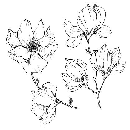 Vector Magnolia floral botanical flowers. Wild spring leaf wildflower isolated. Black and white engraved ink art. Isolated magnolia illustration element.