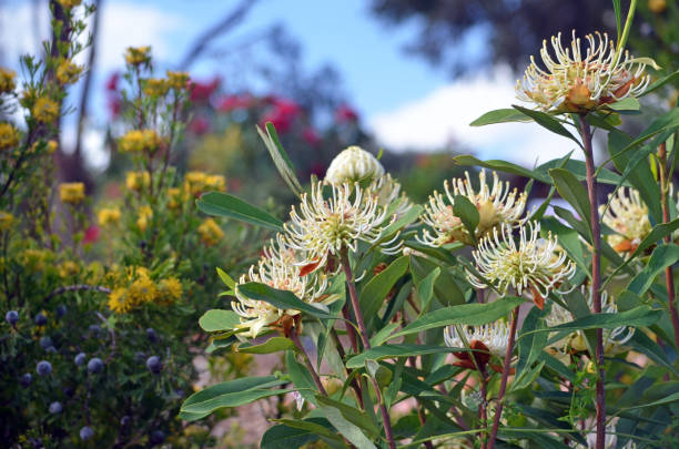 hardy, tolerante a la sequía, jardín australiano de primavera - hardy fotografías e imágenes de stock