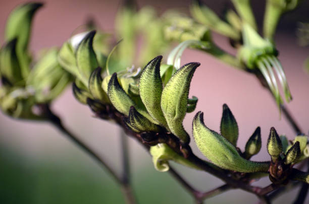 австралийский родной черный кенгуру лапа цветы, macropidia fuliginosa, семья haemodoraceae. эндемичный на юго-западе западной австралии. - fuliginosa стоковые фото и изображения