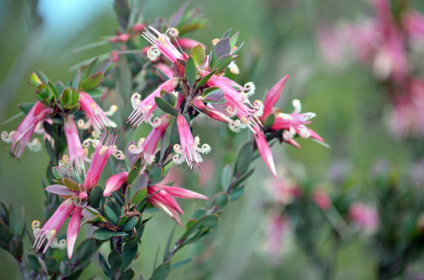 австралийский родной розовый пятикруглые цветы, трифлора styphelia,  семья ericaceae - венчик лепесток фотографии стоковые фото и изображения