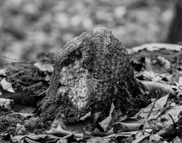 black and white rock in autumn leaves