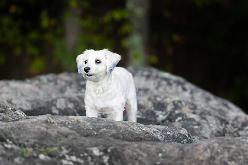 Small white dog standing on boulder looking away