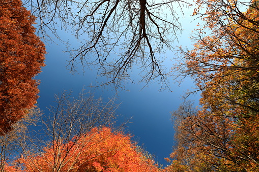 Blue sky and beautiful fall foliage