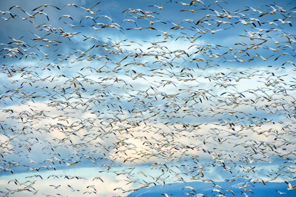 istock Murmuration Of Canadian Snow Geese 1189664797