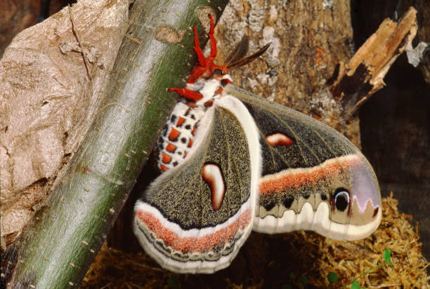 세크로디아 나방 (하일로포라 세크로피아) - moth silk moth night lepidoptera 뉴스 사진 이미지