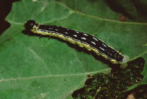 Photo of Catalpa Sphinx Moth (Ceratomia Catalpae)