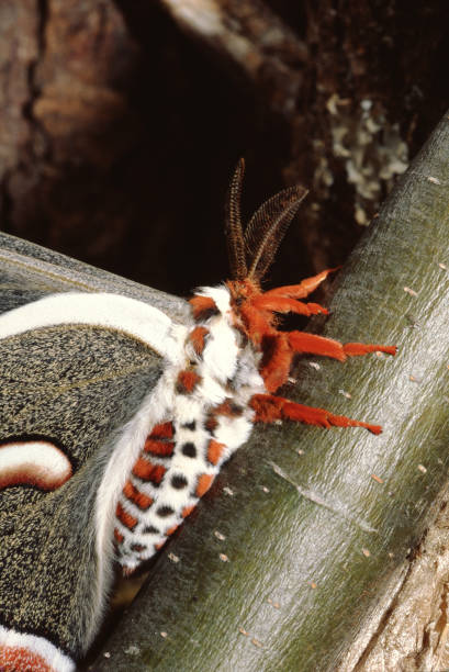 세크로디아 나방 (하일로포라 세크로피아) - moth silk moth night lepidoptera 뉴스 사진 이미지