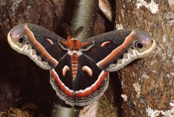 세크로디아 나방 (하일로포라 세크로피아) - moth silk moth night lepidoptera 뉴스 사진 이미지