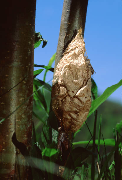 cecropia moth chrysalis (hyalophora cecropia) - moth silk moth night lepidoptera stock-fotos und bilder