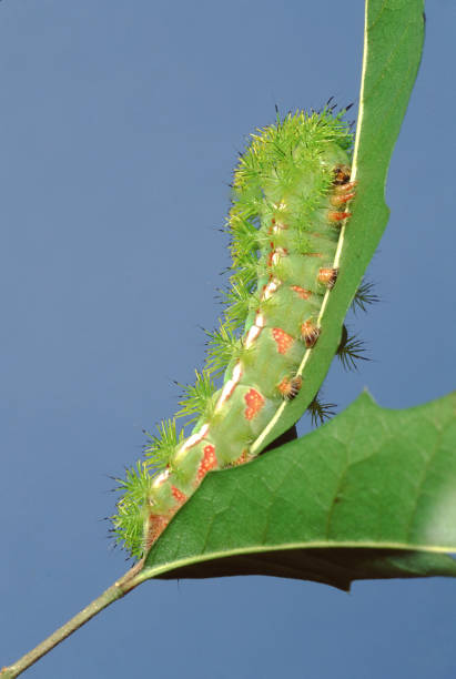io moth caterpillar (automaris io) - moth silk moth night lepidoptera stock-fotos und bilder