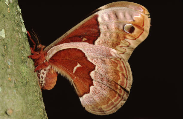 프로메테아 실크모스 (칼로사미아 프로메테아) - moth silk moth night lepidoptera 뉴스 사진 이미지
