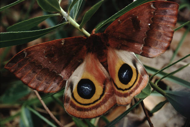 io motte (automaris io) - moth silk moth night lepidoptera stock-fotos und bilder