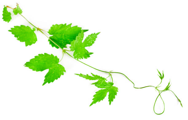 istock Natural fresh hop plant vine 1189665664