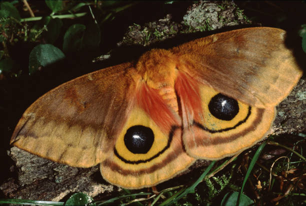 io motte (automaris io) - moth silk moth night lepidoptera stock-fotos und bilder