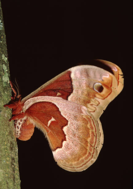 promethea silkmoth (callosamia promethea) - moth silk moth night lepidoptera stock-fotos und bilder