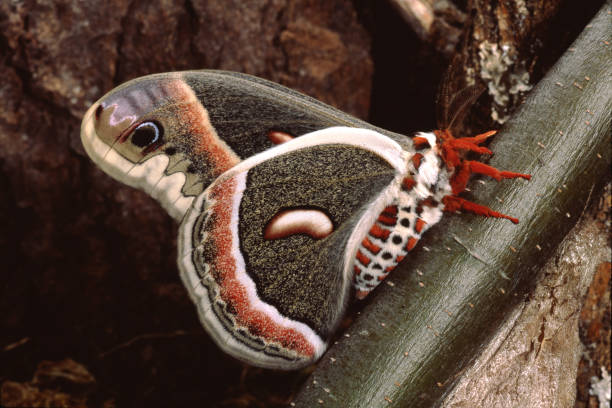 cecropia moth (hyalophora cecropia) - moth silk moth night lepidoptera stock-fotos und bilder