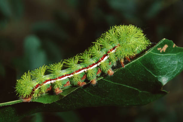 io moth caterpillar (automaris io) - moth silk moth night lepidoptera stock-fotos und bilder