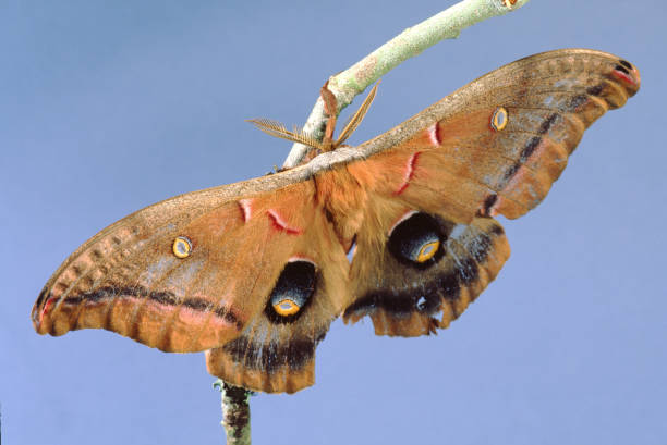 이오 모스 (오토마리스 이오) - moth silk moth night lepidoptera 뉴스 사진 이미지