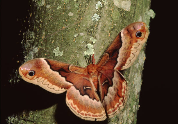 프로메테아 실크모스 (칼로사미아 프로메테아) - moth silk moth night lepidoptera 뉴스 사진 이미지