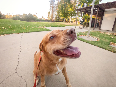 Personal perspective of rescue dog (Labrador Retriever and Rhodesian Ridgeback cross) being walked on leash.  Santa Clara, California, USA.