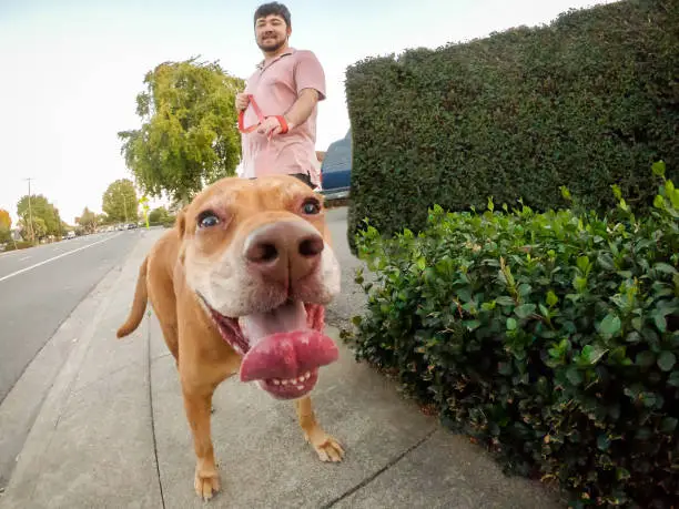 Photo of Multi-Ethnic Young Man Walking Friendly Mixed Breed Dog, Residential Street