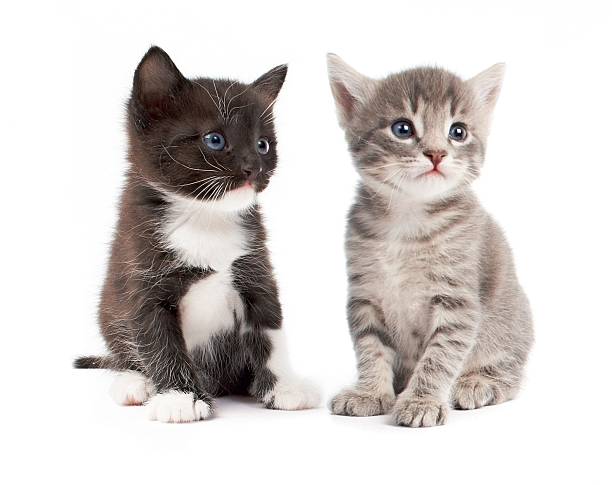 kittens stock photo