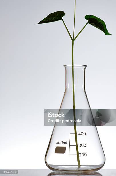 Photo libre de droit de Transgenic banque d'images et plus d'images libres de droit de Agriculture - Agriculture, Aliment, Biochimie