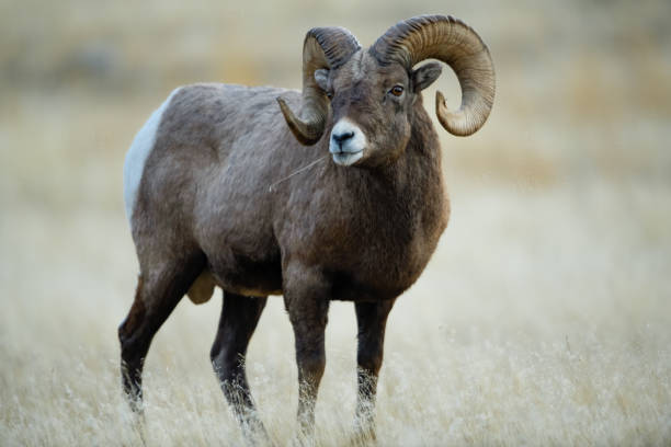 Bighorn Sheep in Gardiner Montana