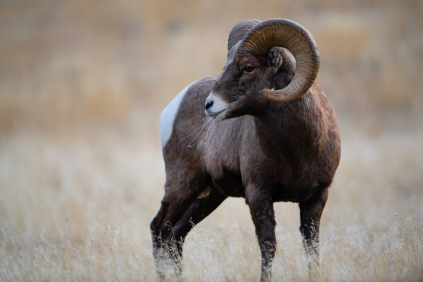 istock Bighorn Sheep in Gardiner Montana 1189675705