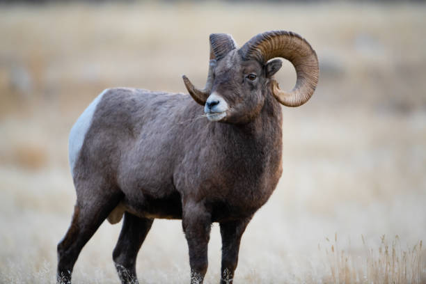 istock Bighorn Sheep in Gardiner Montana 1189675718