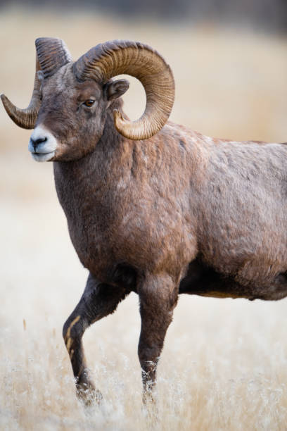 istock Bighorn Sheep in Gardiner Montana 1189675762