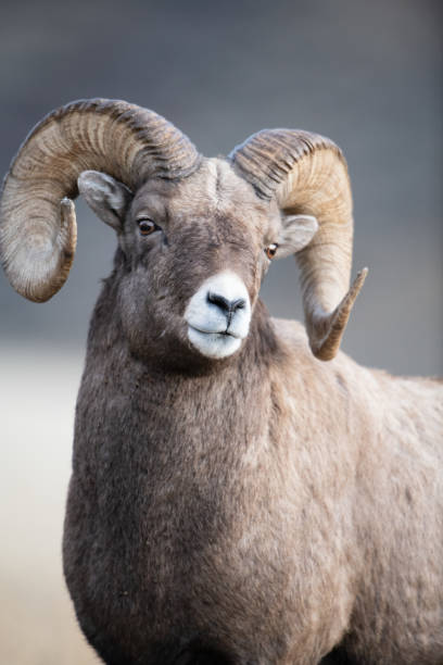 istock Bighorn Sheep in Gardiner Montana 1189675799