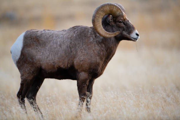 istock Bighorn Sheep in Gardiner Montana 1189675826