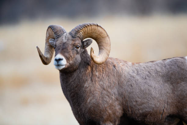 istock Bighorn Sheep in Gardiner Montana 1189675843