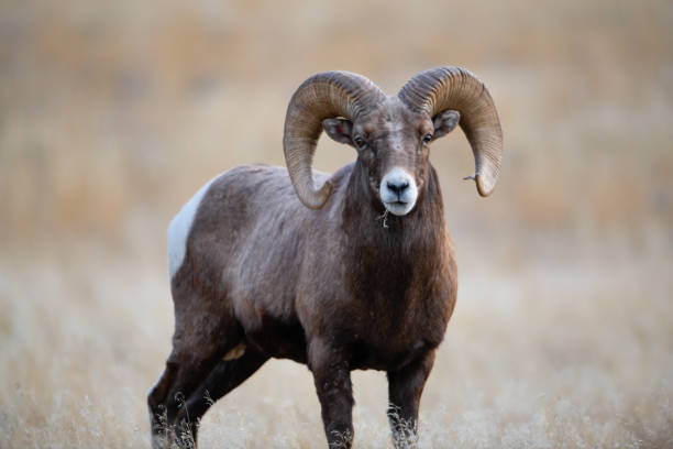 istock Bighorn Sheep in Gardiner Montana 1189675870