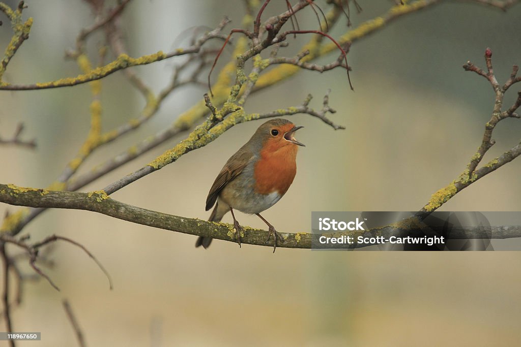 Robin - Photo de Chant d'oiseau libre de droits