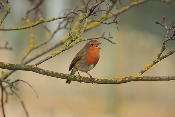 robin - birdsong foto e immagini stock